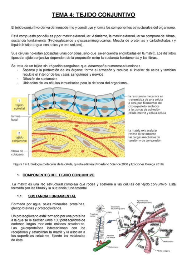 Miniatura del documento Tema 4 tejido conjuntivo.pdf