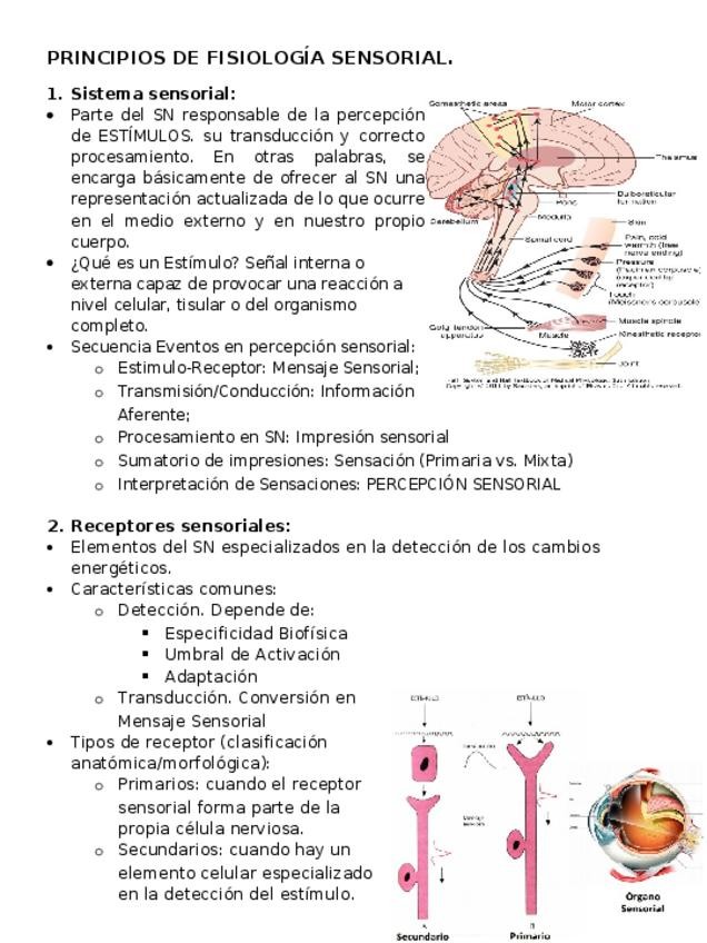 Miniatura del documento PRINCIPIOS-DE-FISIOLOGIA-SENSORIAL.docx