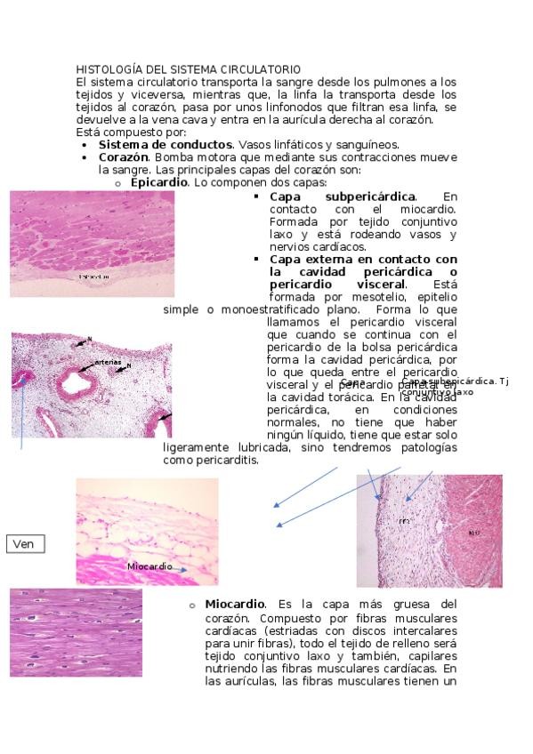 Miniatura del documento HISTOLOGIA-DEL-SISTEMA-CIRCULATORIO.docx
