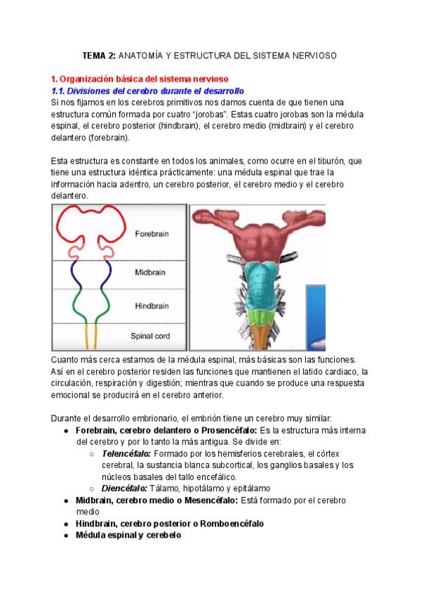 Miniatura del documento NEUROQUIMICA-Tema-2.pdf