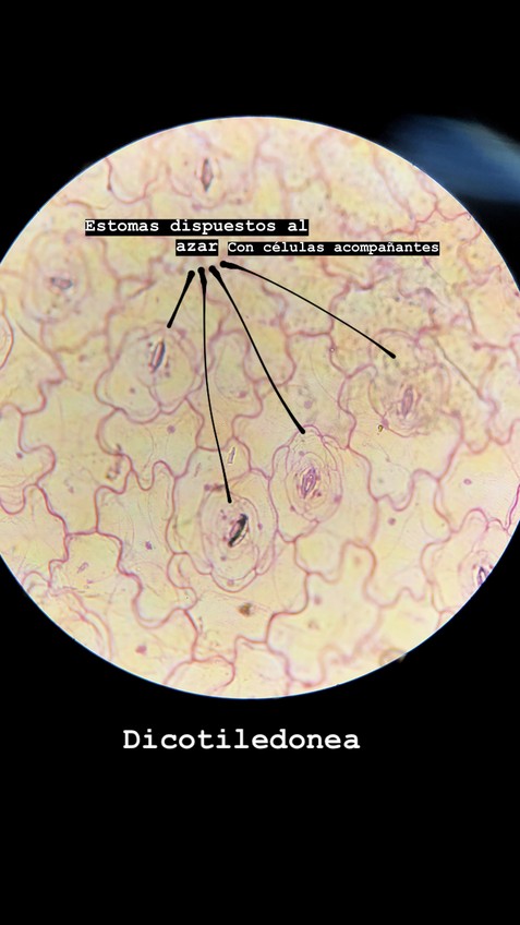 Miniatura del documento IMG2009.jpg