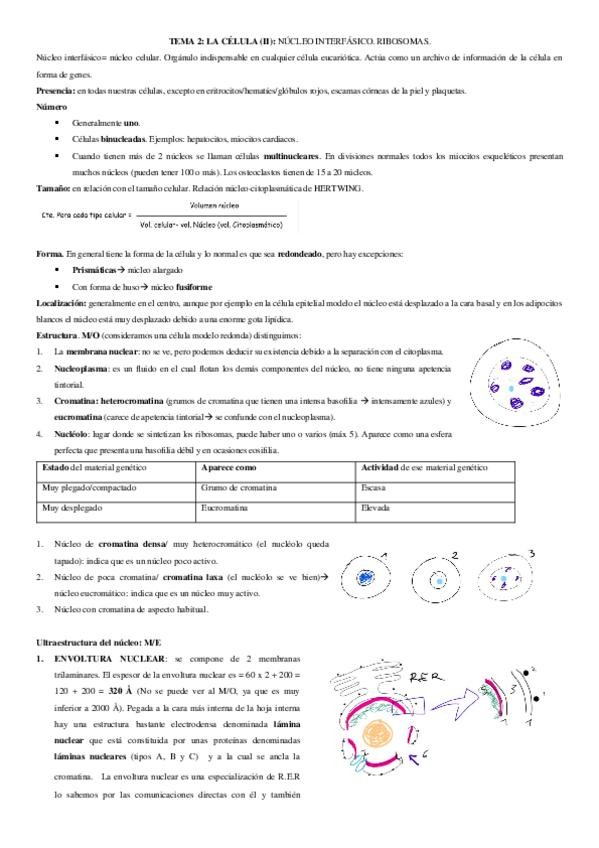 Miniatura del documento Tema-2-LA-CELULA-II-Nucleo-interfasico.docx
