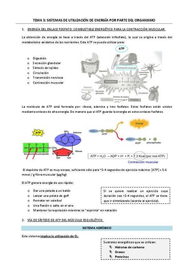 Miniatura del documento Tema-3-Sistemas-de-utilizacion-de-energia-por-parte-del-organismo.pdf