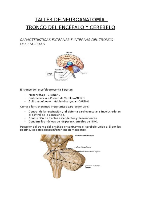 Miniatura del documento TALLER-DE-NEUROANATOMIA.docx