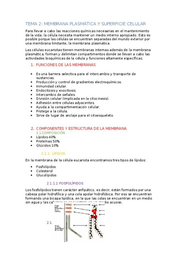 Miniatura del documento TEMA-2-apuntes.docx