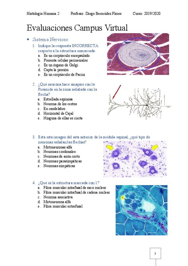 Miniatura del documento Evaluacion-SN-4-CV-Histologia-2.pdf