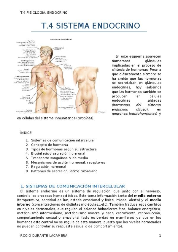 Miniatura del documento T.4 ENDOCRINO.docx