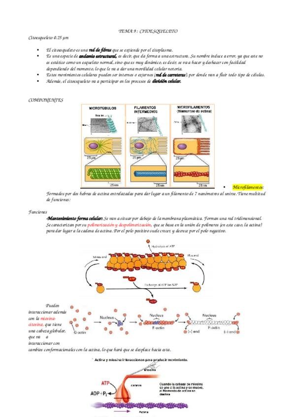 Miniatura del documento tema-9-citoesqueleto.odt