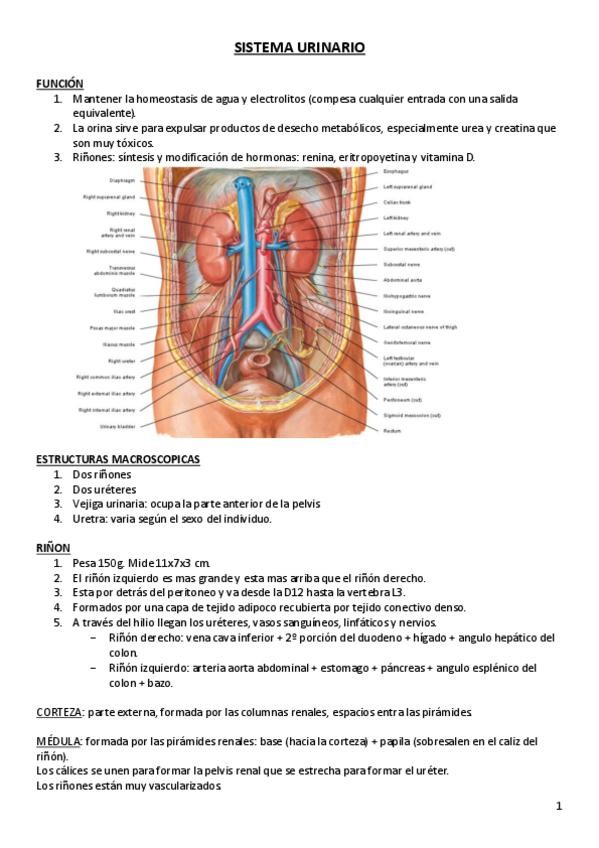 Miniatura del documento SISTEMA-URINARIO.pdf