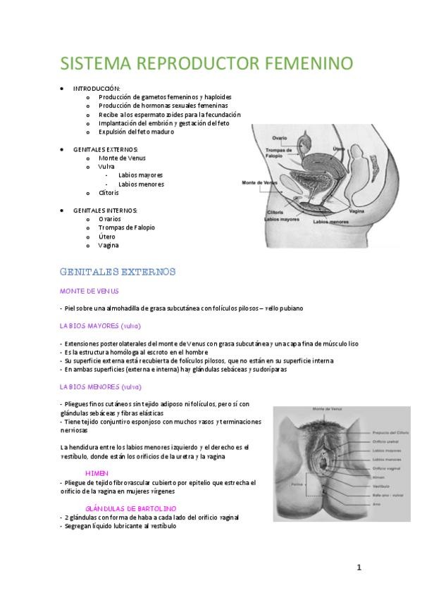 Miniatura del documento SISTEMA-REPRODUCTOR-FEMENINO.pdf
