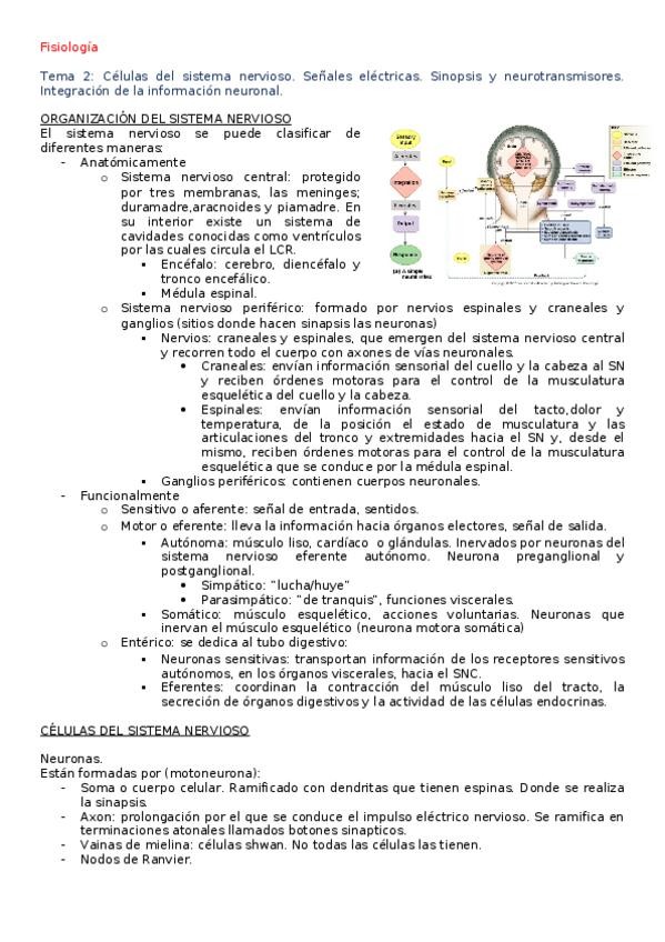 Miniatura del documento Tema-2-Fisio.docx