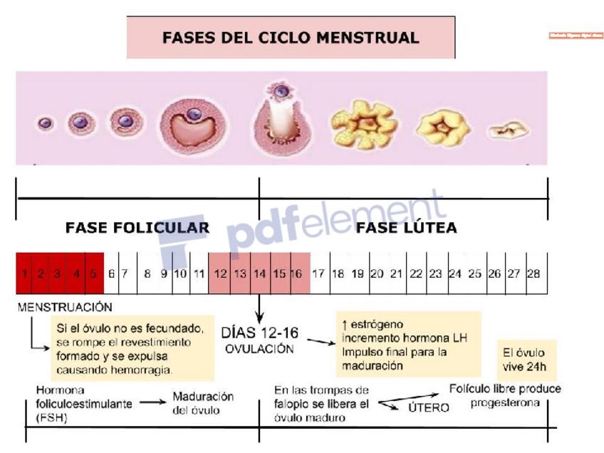 Miniatura del documento Dibujo-sin-titulo-1.pdf