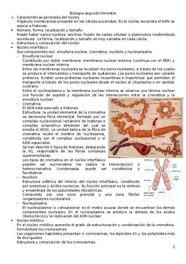 Miniatura del documento biologia-2-trimestre.docx
