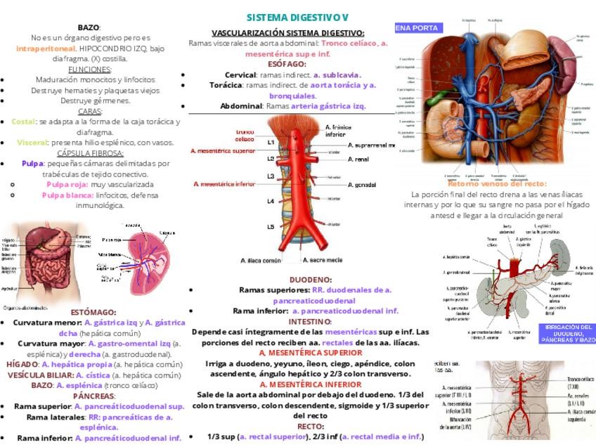 Miniatura del documento SISTEMA-DIGESTIVO-V.pdf