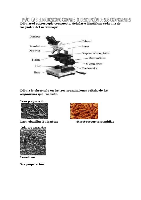 Miniatura del documento PRACTICA-3-Microscopio.docx
