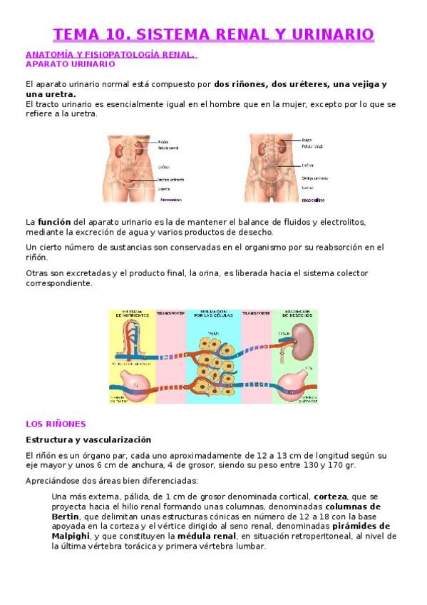 Miniatura del documento TEMA-10-SISTEMA-RENAL-Y-URINARIO.docx