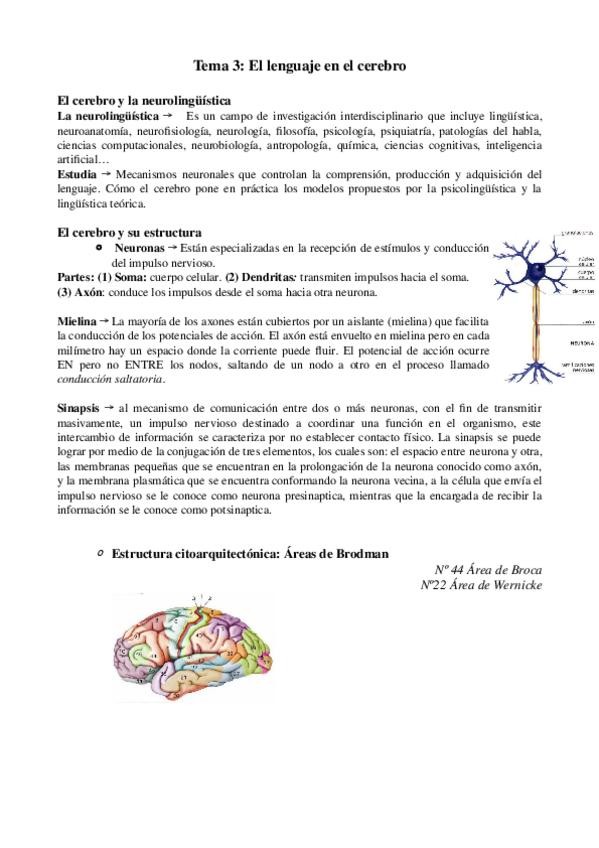 Miniatura del documento Tema 3 El lenguaje en el cerebro.doc