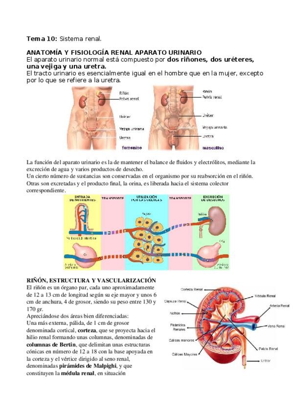 Miniatura del documento Tema-10.docx