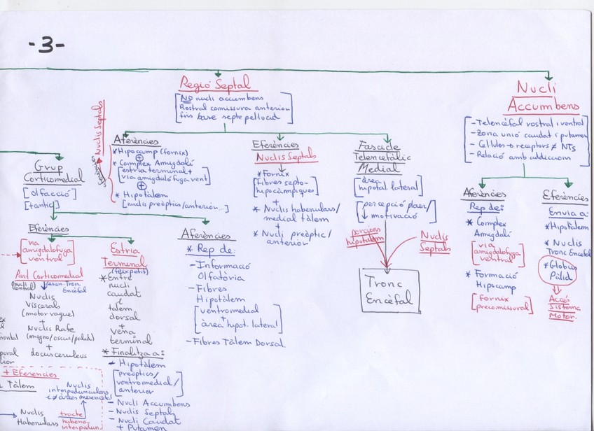 Miniatura del documento Sistema Límbic 3.jpg