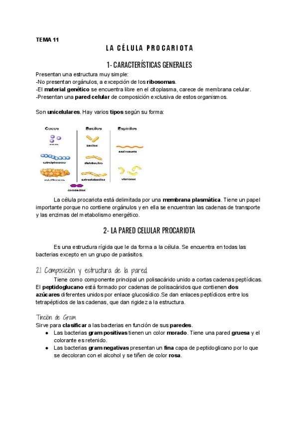 Miniatura del documento UD11-Celula-procariota.pdf