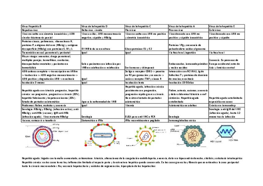 Miniatura del documento HEPATOVIRUS.pdf