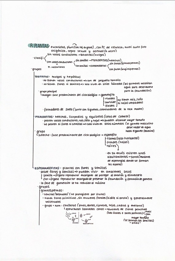 Miniatura del documento reino-V.png