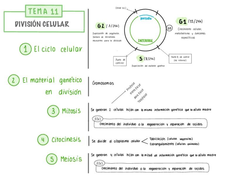 Miniatura del documento LA-DIVISION-CELULAR.pdf
