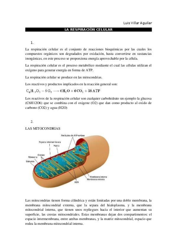 Miniatura del documento TRABAJO-DE-FISIO-RESPIRACION-CELULAR.docx