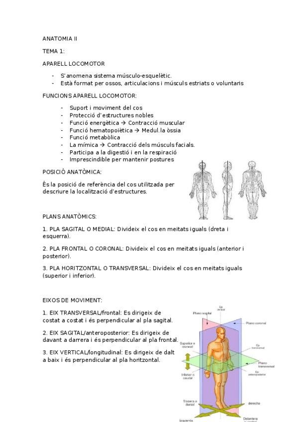 Miniatura del documento ANATOMIA-II.docx
