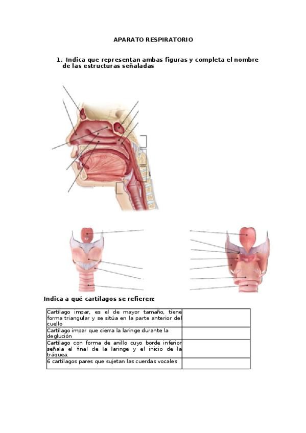 Miniatura del documento ejercicios-APARATO-RESPIRATORIO.docx
