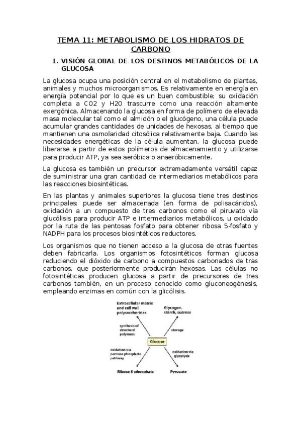Miniatura del documento TEMA-11.docx