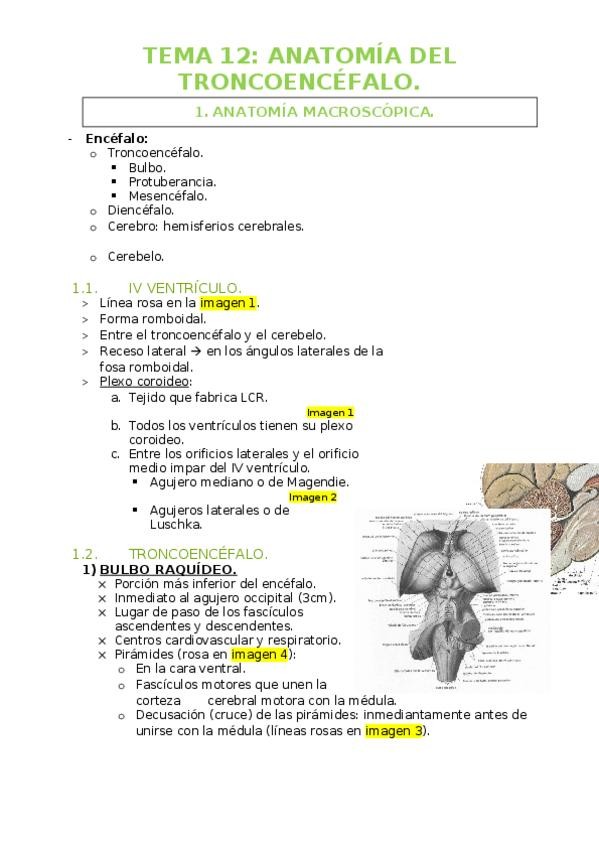 Miniatura del documento TEMA-12-AYF3-A.docx