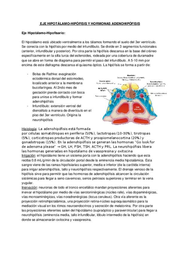 Miniatura del documento B-EJE-HIPOTALAMO-HIPOFISIS-Y-HORMONAS.docx