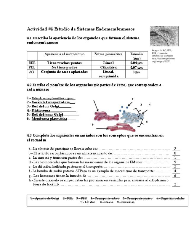 Miniatura del documento Act4-BioCel-MiguelMtz.pdf