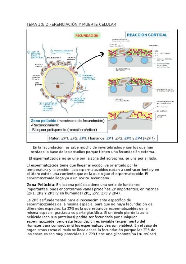Miniatura del documento BIOCEL-T10.docx