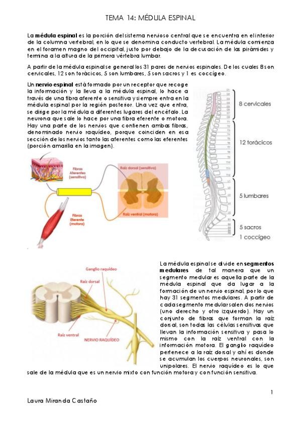 Miniatura del documento Tema 14. Médula espinal.pdf