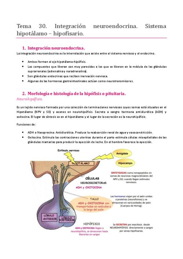 Miniatura del documento TEMA 30. SISTEMA ENDOCRINO. INTEGRACIÓN NEUROENDOCRINA. SISTEMA HIPOTÁLAMO-HIPOFISARIO.pdf
