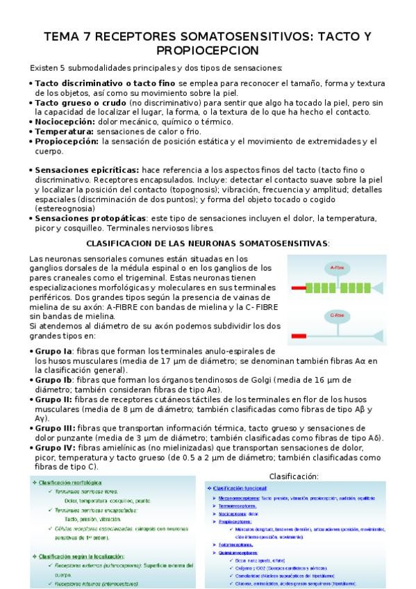 Miniatura del documento TEMA 7 RECEPTORES SOMATOSENSITIVOS.docx