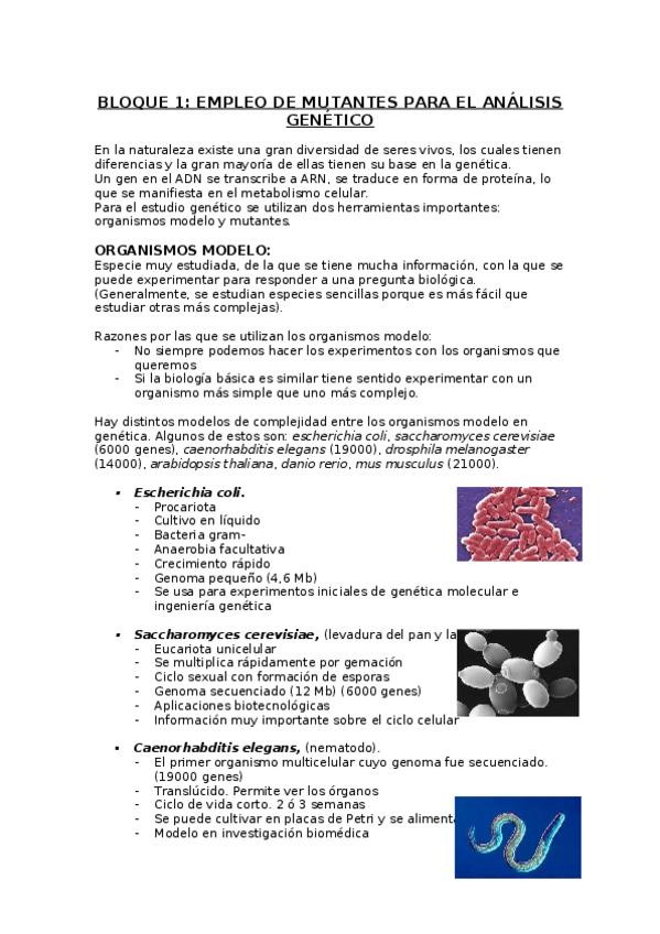 Miniatura del documento t1bloque1 mol II.docx