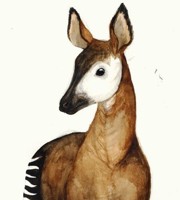 Okapi