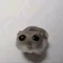 aylavet22