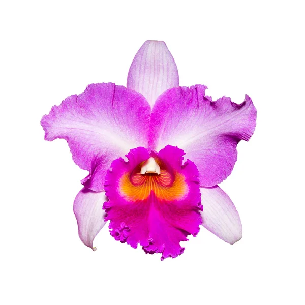 orquidea