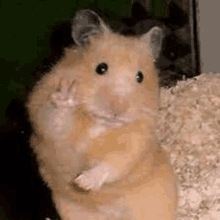 rakitiks