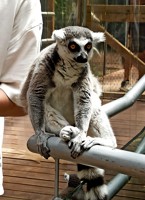 LemurUGR