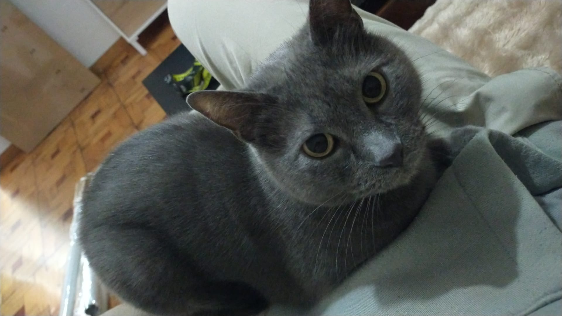 POPIINS