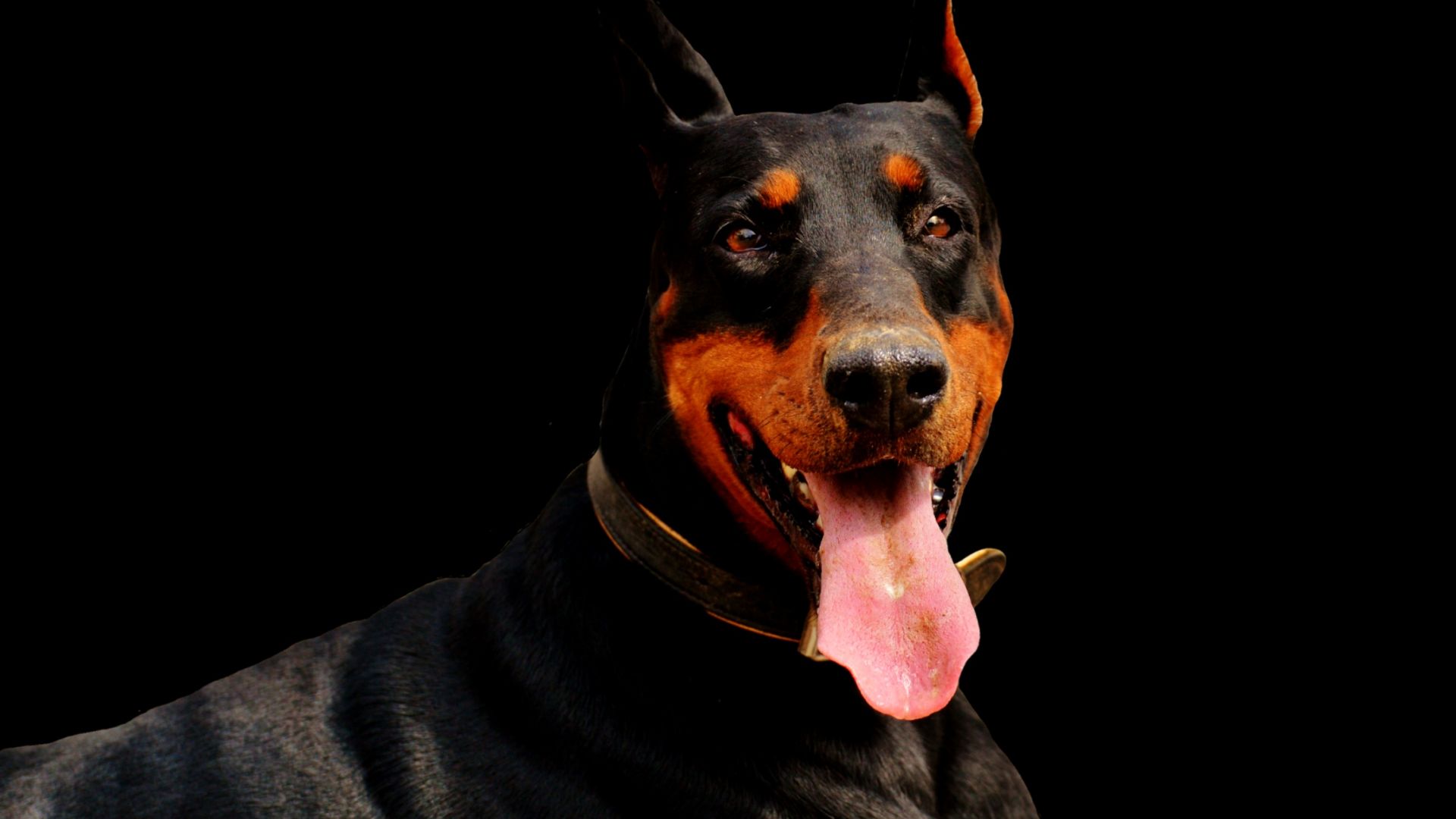 doberman