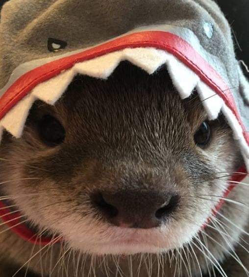 ppeerez