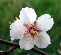 rosaceae