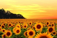 SUNFLOWER_1