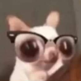 chiwawa